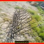 همه چیز درباره حفاظ شاخ گوزنی: ارتفاع، مزایا و نکات مهم خرید