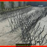 قیمت حفاظ شاخ گوزنی چقدر است؟