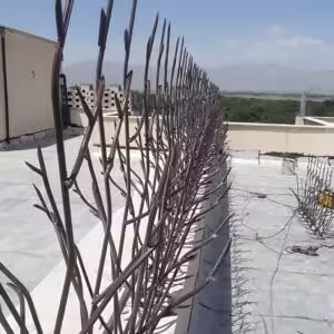 حفاظ شاخ گوزنی تراکم 31