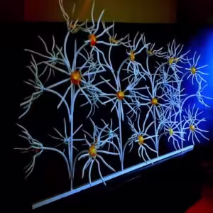 حفاظ گل آفتابگردان