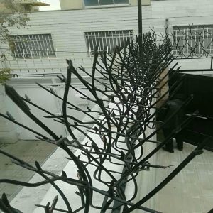 حفاظ شاخ گوزنی در کرمان