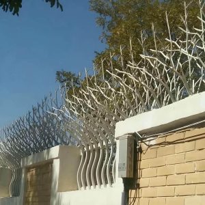 حفاظ شاخ گوزنی در بندر انزلی