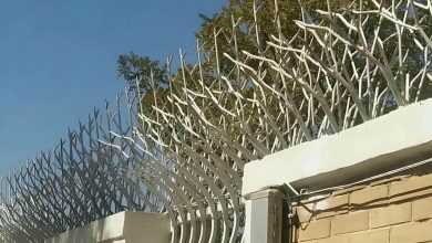 حفاظ شاخ گوزنی در بندر انزلی