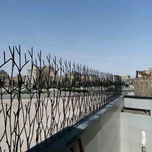 حفاظ شاخ گوزنی در زاهدان
