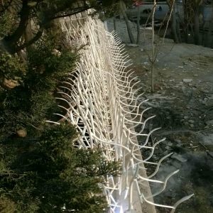 حفاظ شاخ گوزنی در دماوند