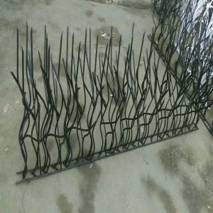حفاظ شاخ گوزنی در نوشهر