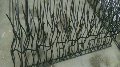 حفاظ شاخ گوزنی در نوشهر
