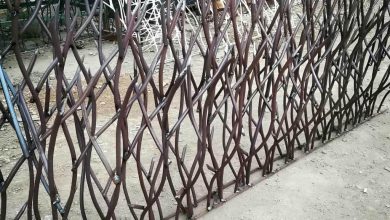 حفاظ شاخ گوزنی در ایلام