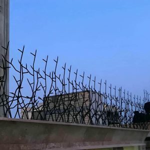 حفاظ شاخ گوزنی در سقز