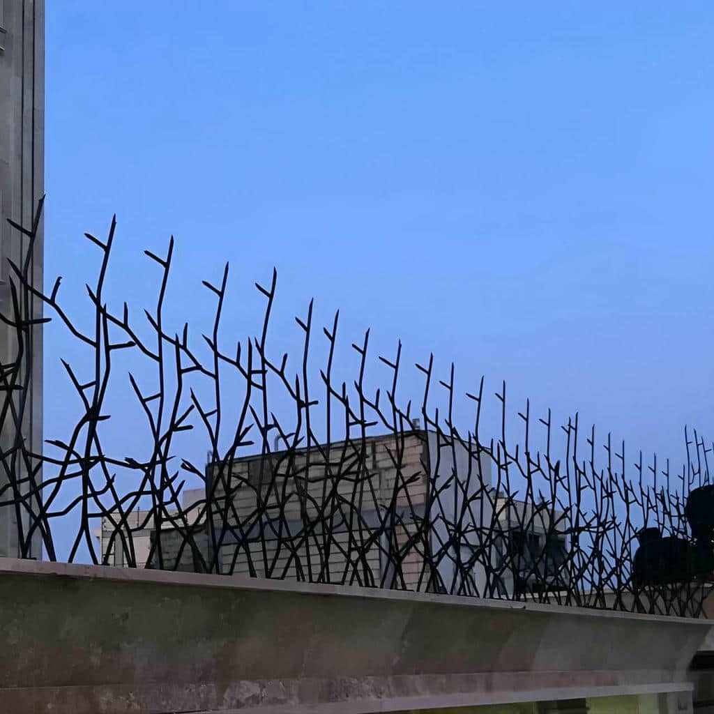حفاظ شاخ گوزنی در سقز
