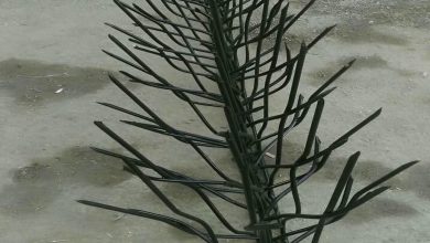 حفاظ شاخ گوزنی در گرگان