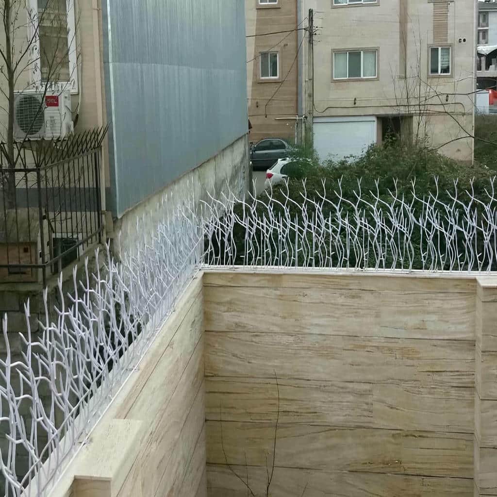 حفاظ شاخ گوزنی در سنندج