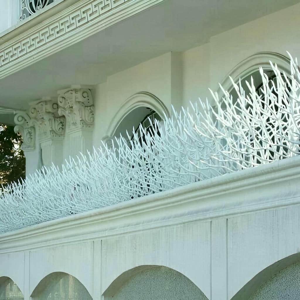 حفاظ شاخ گوزنی در ایرانشهر