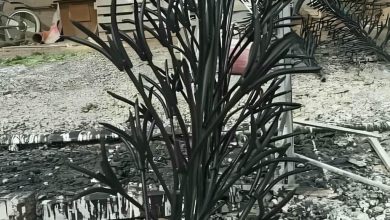 حفاظ شاخ گوزنی در اصفهان