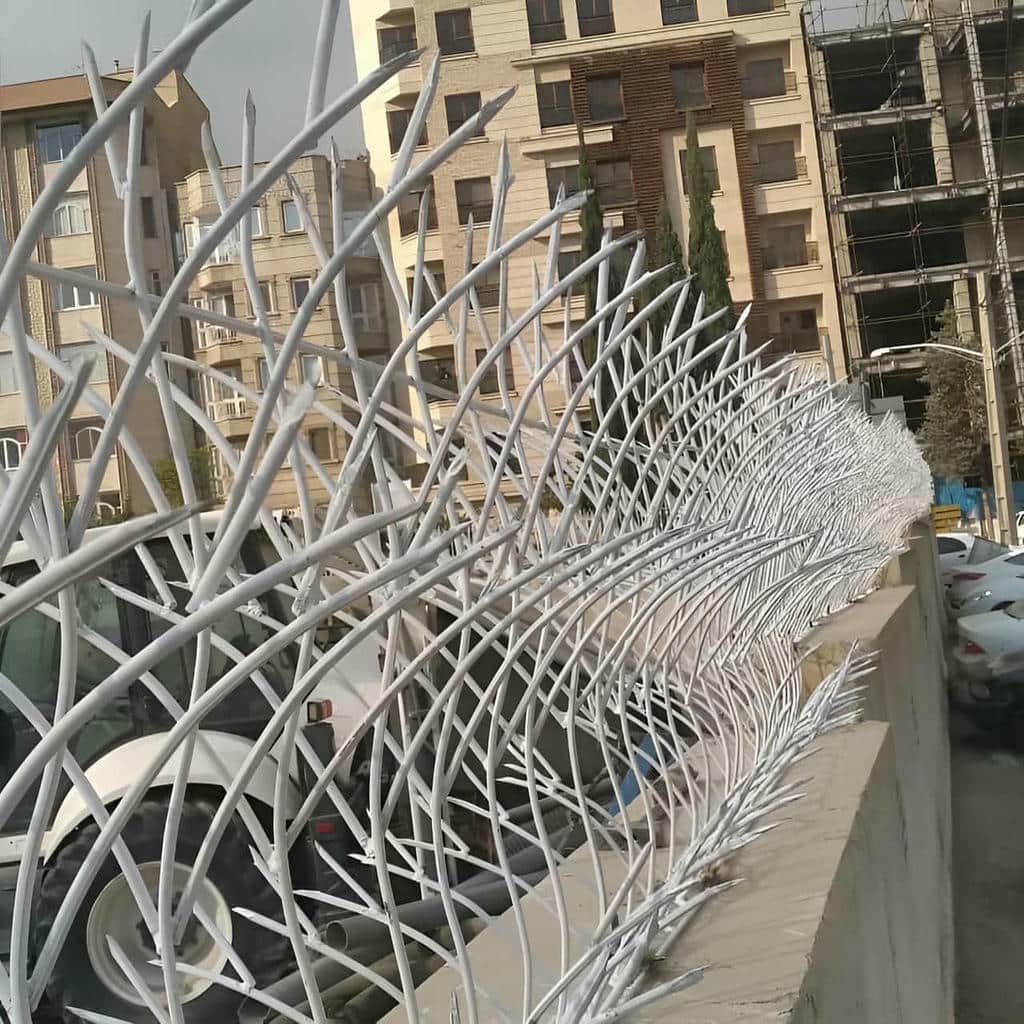 حفاظ شاخ گوزنی در قزوین