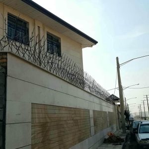 حفاظ شاخ گوزنی در سیرجان