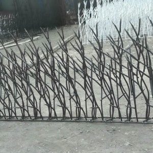 حفاظ شاخ گوزنی در کرج