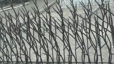 حفاظ شاخ گوزنی در کرج