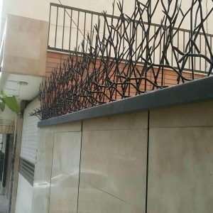 حفاظ شاخ گوزنی در شهریار