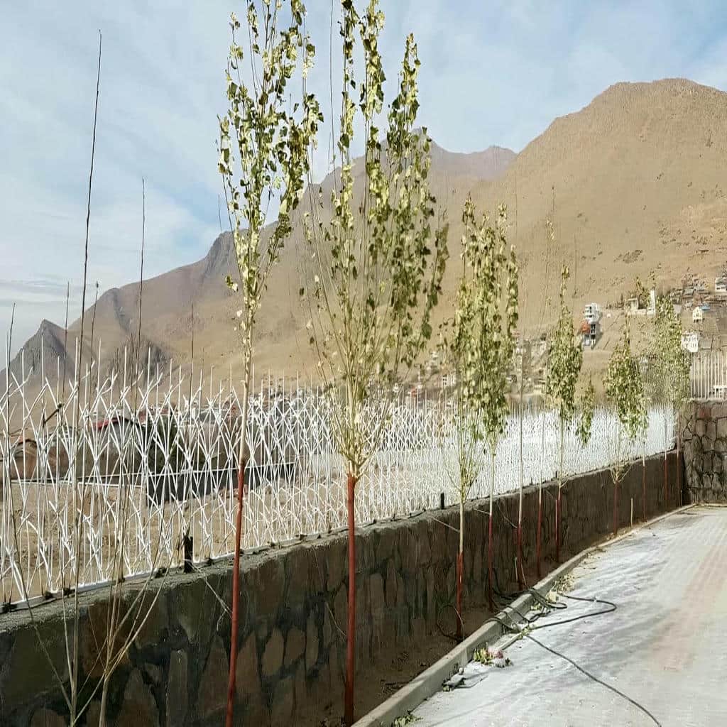 کارخانه حفاظ شاخ گوزنی نوک تیز در سیرجان