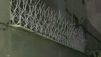 حفاظ شاخ گوزنی در فردیس کرج