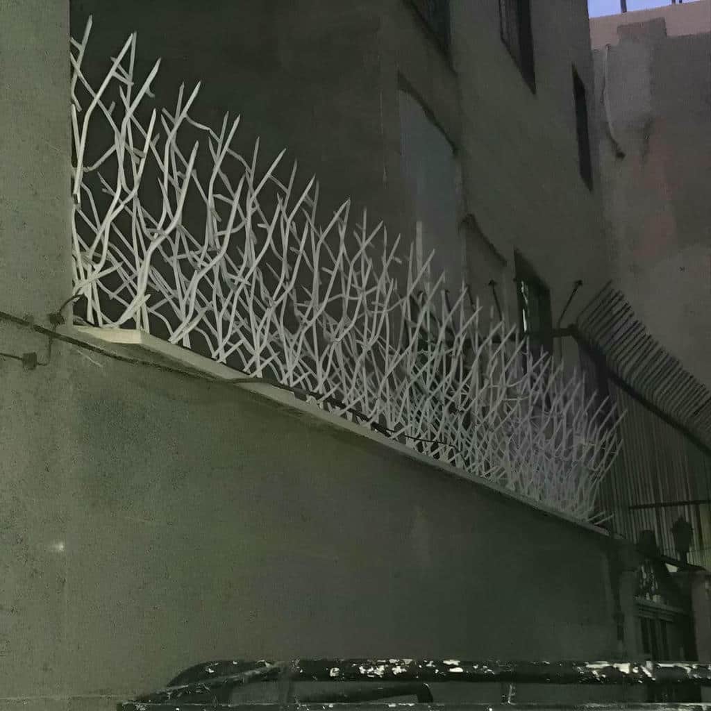 حفاظ شاخ گوزنی در فردیس کرج