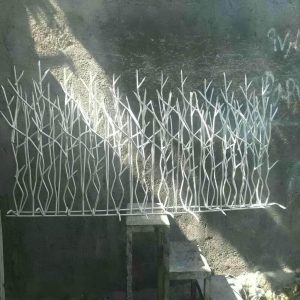 حفاظ شاخ گوزنی در استان مازندران