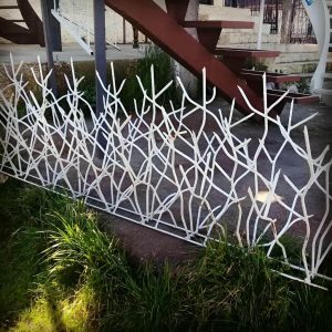 حفاظ شاخ گوزنی در بندرعباس