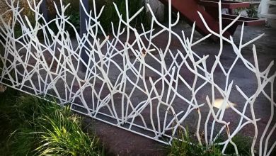 حفاظ شاخ گوزنی در بندرعباس
