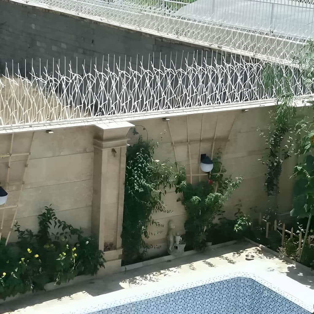 حفاظ شاخ گوزنی با برش دقیق نوک شاخه ها