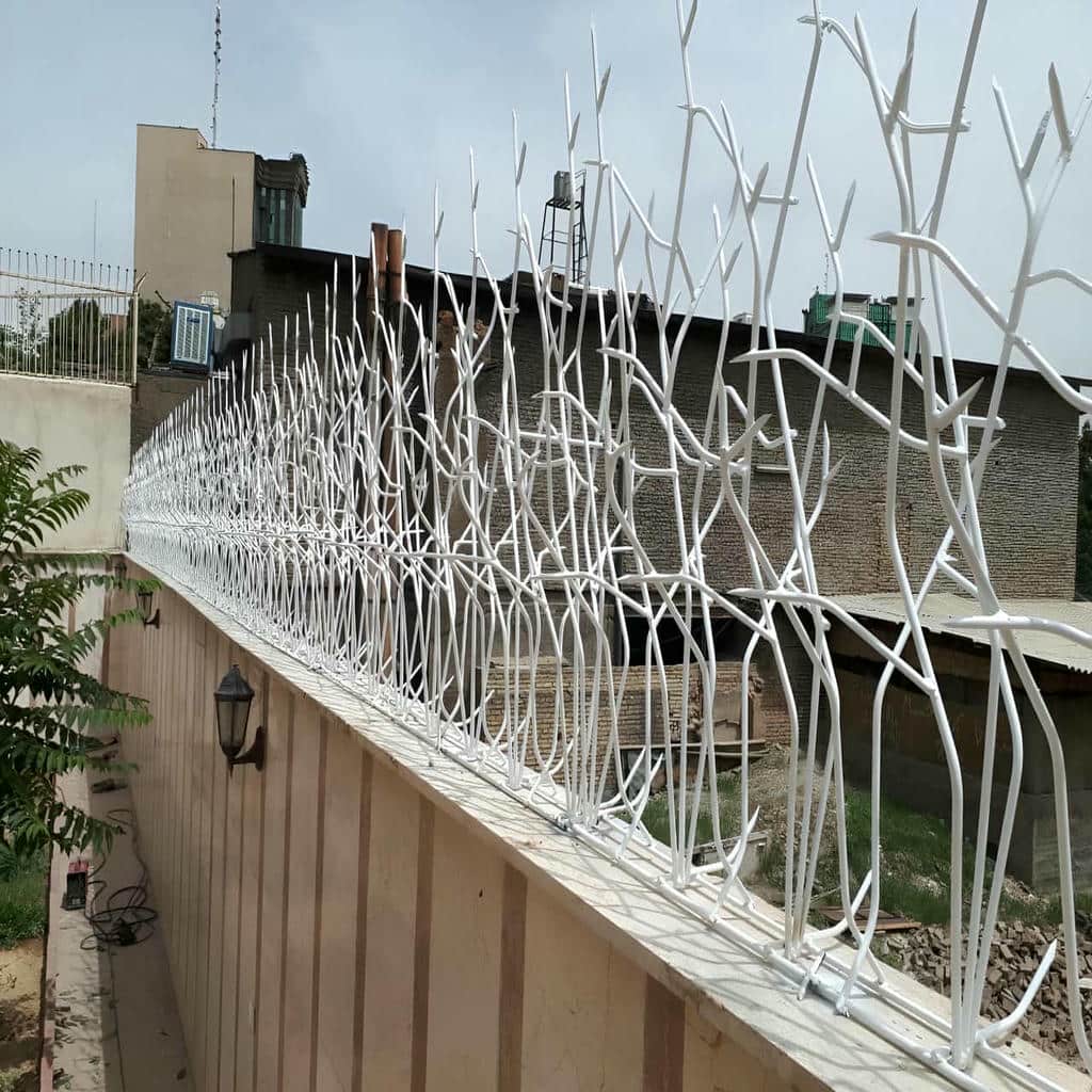 حفاظ دیوار شاخ گوزنی استان کردستان